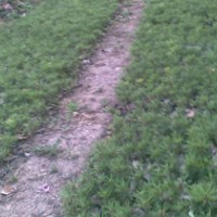 30公分白皮松，精品白皮松，西安白皮松