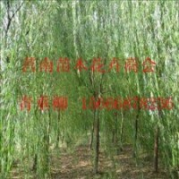 供應(yīng)大量各規(guī)格青垂柳