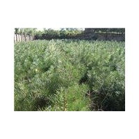 苗圃供側柏苗，白皮松苗，油松苗，速生柳苗。