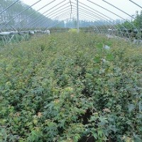 供應小葉雞爪槭一年苗