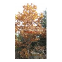 出售蒙古櫟，紅皮云杉，定植水曲柳，樟子松小苗，水曲柳，紅豆杉