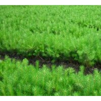 出售樟子松（營(yíng)養(yǎng)缽）