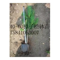 售4年生樟子松缽苗