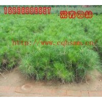 供應(yīng)銷售【油松小苗，油松苗】