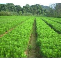 供濕地松 馬尾松 池杉 木荷 榿木 楓香 杜英 香樟 紫薇小苗