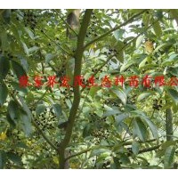 供應(yīng)山蒼子苗