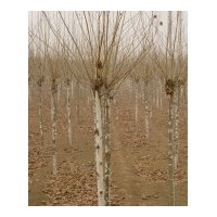 大量出售各種規(guī)格速生法桐、造型法桐、法桐小苗