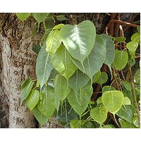 供應(yīng)菩提苗 菩提榕苗 菩提樹苗 菩提樹