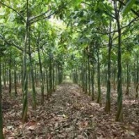 供應(yīng)中國發(fā)財樹苗 發(fā)財樹 廣西財樹苗