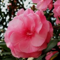 供應(yīng)夾竹桃苗 夾竹桃