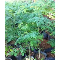 供應(yīng)辣木苗 辣木樹苗 辣木種苗 辣木 辣木樹種苗