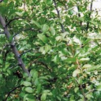 供應(yīng)馬甲子苗 馬甲子種子 鐵籬笆種子 馬甲子