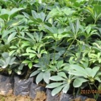 供應(yīng)鴨腳木