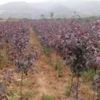 北美海棠各品種 絢麗,王族,高原之火