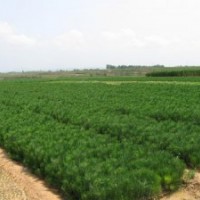 黑松 側(cè)柏 油松