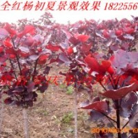 全紅楊 美國竹柳苗木0.6—3.5元