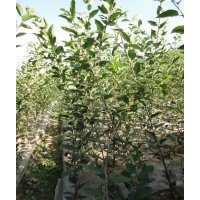 供應(yīng)紅楓、雞爪槭、櫻花、垂絲海棠、西府海棠等小苗