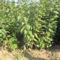 櫻花小苗、絢麗冬紅海棠、碧桃小苗、流蘇、青皮柳、側(cè)柏