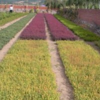 金葉榆、黃刺玫、多季刺梅