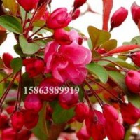 北美海棠 彩葉海棠 王族海棠 絢麗海棠 冬紅海棠