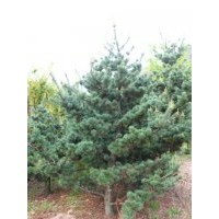 供應(yīng)五針松樹苗
