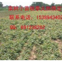 供應(yīng)欒樹苗、一年黃山欒小苗、周至低價(jià)欒樹苗