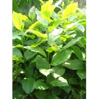 紫玉蘭苗紫玉蘭樹苗玉蘭花苗