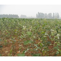 山西春恒苗木供應(yīng)毛白楊 毛白楊芽子