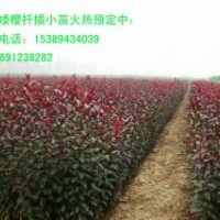 供應(yīng)紫葉矮苗、一年生紫葉矮櫻小苗、周至紫葉矮