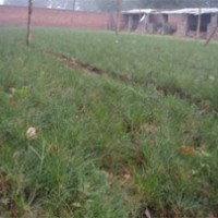 【山西春恒苗木】供應(yīng)大量油松小苗