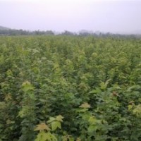 供應優(yōu)質(zhì)綠化苗三角楓 大葉女貞 紅葉李 香樟 石楠