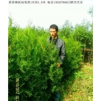 供應(yīng)營養(yǎng)缽側(cè)柏1米到1.8米