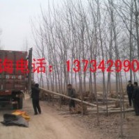 國(guó)槐小苗 國(guó)槐小苗價(jià)格