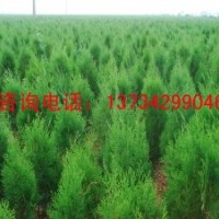 白皮松苗價(jià)格 山西白皮松苗價(jià)格