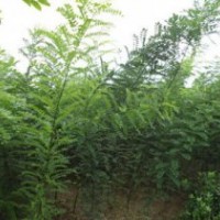 速生國槐 半成品燜子 成品苗