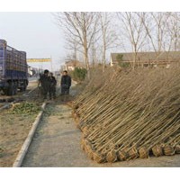 國(guó)槐 合歡 白蠟 法桐 皂角