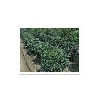 新品種大葉黃楊種植基地