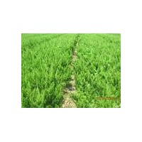 低價(jià)出售龍柏小苗