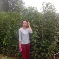 當(dāng)年嫁接櫻花