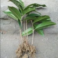 桂滿園]供應(yīng)1年桂花苗，桂花樹苗