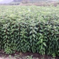 香樟小苗大量出售