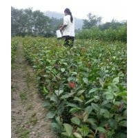 油茶苗價(jià)格，優(yōu)質(zhì)油茶苗