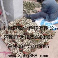 純正的竹柳品系