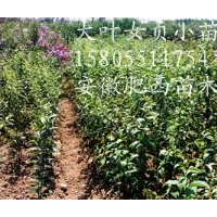 緊急批發(fā)出售20萬棵大葉女貞小苗，大葉女貞當(dāng)年小苗價(jià)格