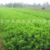 金華茶梅促銷，另有毛鵑特惠，詳情聯(lián)系15267314285，申女士