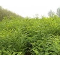 國槐 白蠟 五角楓 欒樹小苗。