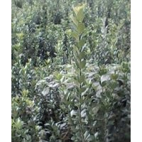 國(guó)槐苗 冬青苗