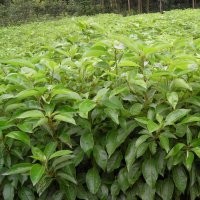 香樟苗,香樟苗價格-湖南林森香樟苗基地