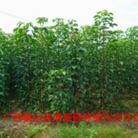 廣西蒙山縣博展園林供應(yīng)秋楓樹(shù)