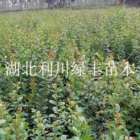 出售紅花紫薇樹(shù)小苗 紫薇樹(shù)苗 紫薇苗價(jià)格